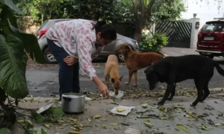 भटक्या कुत्र्यांना वाटेल तिथे खावू घालणाऱ्यांना दणका; महाराष्ट्रात नवा नियम लागू