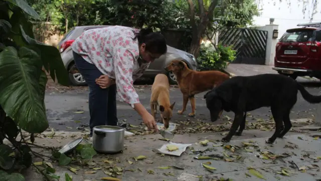 भटक्या कुत्र्यांना वाटेल तिथे खावू घालणाऱ्यांना दणका; महाराष्ट्रात नवा नियम लागू