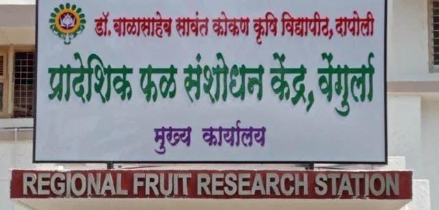 प्रादेशिक फळ संशोधन केंद्र, वेंगुर्ला येथे वेंगुर्ला-१० एमबी काजू वाण विकसित
