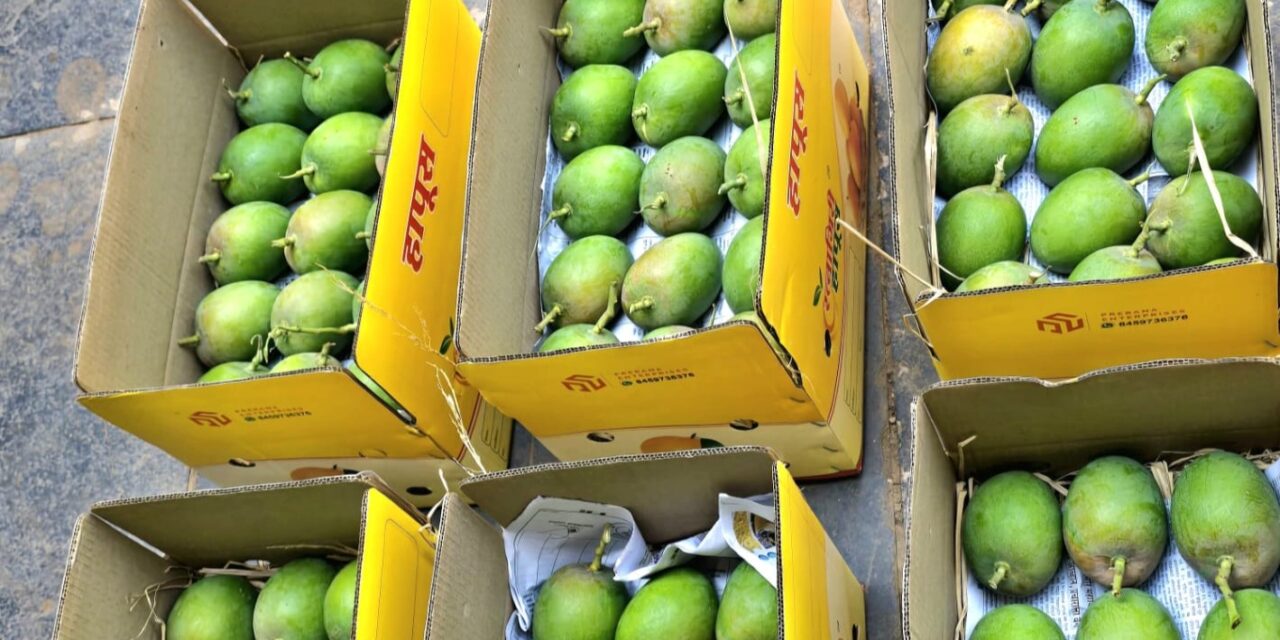 दापोलीतून आंब्याची पहिली पेटी पुण्याकडे रवाना