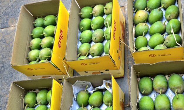 दापोलीतून आंब्याची पहिली पेटी पुण्याकडे रवाना