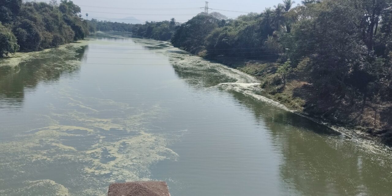 उल्हासनदीच्या पाण्यात पुन्हा एकदा जलपर्णीची हिरवे तवंग …