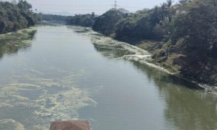 उल्हासनदीच्या पाण्यात पुन्हा एकदा जलपर्णीची हिरवे तवंग …