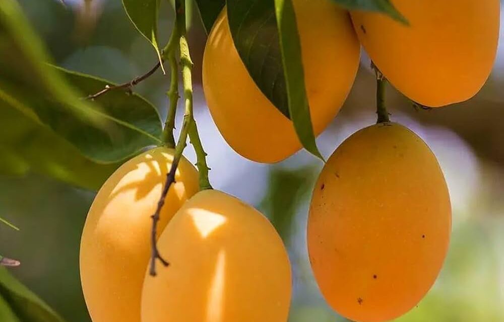 इराण-इस्रायल युद्धाचा कोकणच्या हापूसवर परिणाम; निर्यात ठप्प होण्याची भीती