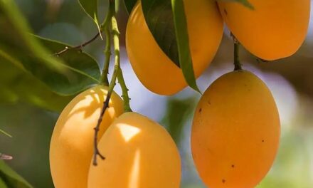 इराण-इस्रायल युद्धाचा कोकणच्या हापूसवर परिणाम; निर्यात ठप्प होण्याची भीती