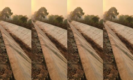 आंबेवाडी- निवी कालव्यासाठी करोडो रु. खर्च तरीही पाणी नसल्याने शेतकरी चिंताग्रस्त