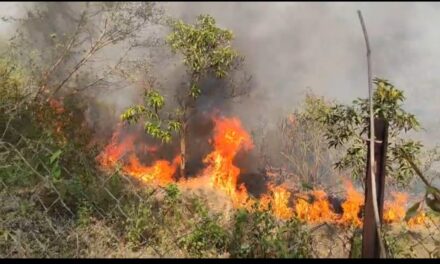 सुतारवाडी परिसरात वणवा लावण्याची मालिका सुरूच..