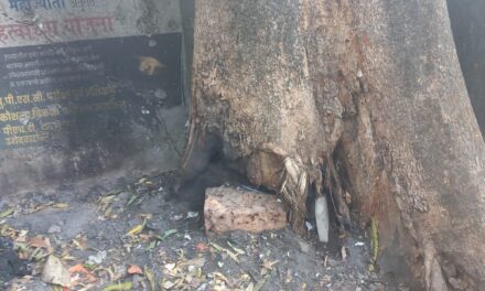 चिपळूण पंचायत समितीच्या प्रवेशद्वाराजवळच कचरा जाळण्याचा प्रकार; महाकाय वृक्ष धोक्यात, नागरिकांत संताप