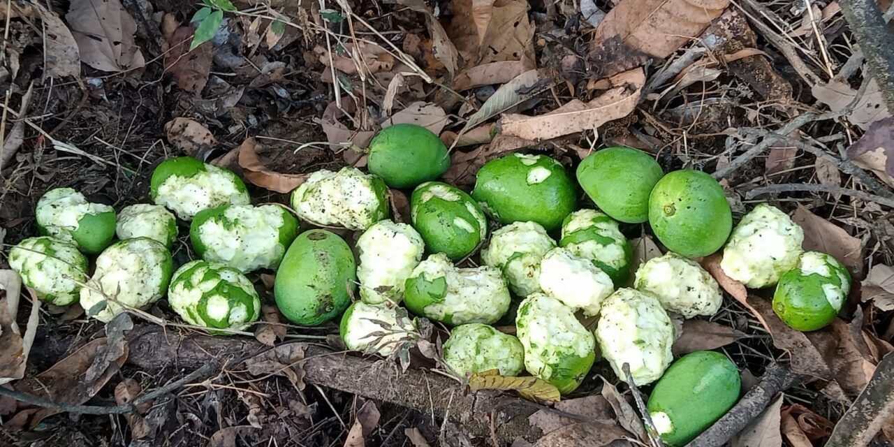 आंबा हंगामाच्या तोंडावरच शेतकऱ्यांचे आर्थिक नुकसान झाले.