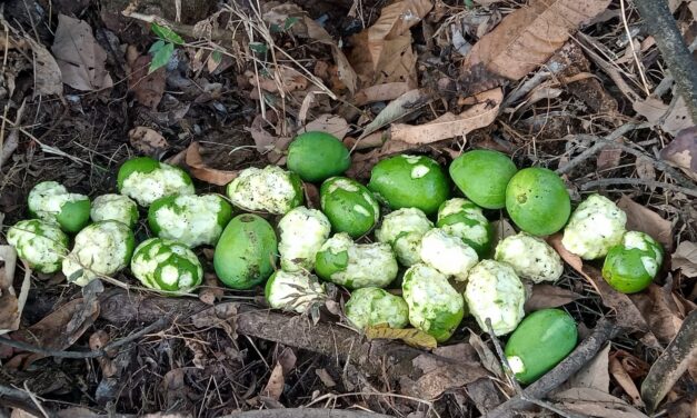 आंबा हंगामाच्या तोंडावरच शेतकऱ्यांचे आर्थिक नुकसान झाले.