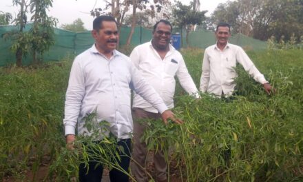 मिरची, कलिंगड आणि भेंडीमधून भरघोस उत्पन्न; बाहे गावातील शेतकऱ्याचा यशस्वी प्रयोग