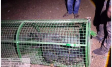 मार्कंडी येथे लोकवस्तीत शिरलेल्या मगरीला वनविभागाकडून जीवदान