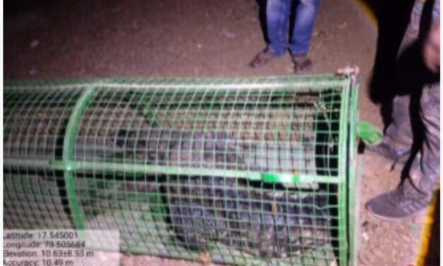मार्कंडी येथे लोकवस्तीत शिरलेल्या मगरीला वनविभागाकडून जीवदान