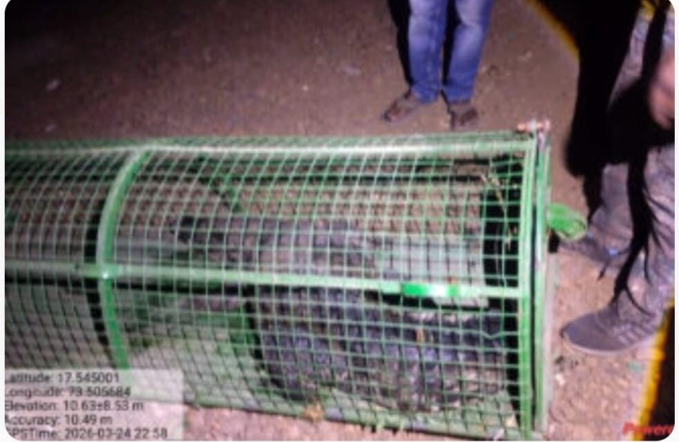 मार्कंडी येथे लोकवस्तीत शिरलेल्या मगरीला वनविभागाकडून जीवदान