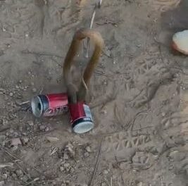 नाग चक्क कोल्ड्रिंकच्या टिनमध्ये शिरला; सर्पमित्रांनी दिले जीवदान