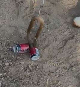 नाग चक्क कोल्ड्रिंकच्या टिनमध्ये शिरला; सर्पमित्रांनी दिले जीवदान