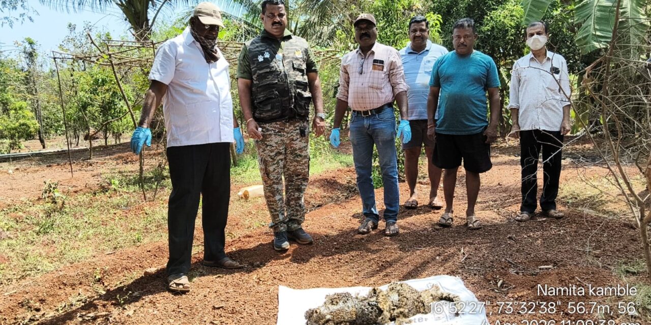 आंबा-नारळ बागेत बिबट्या मृत अवस्थेत आढळला; अपघाताचा प्राथमिक अंदाज