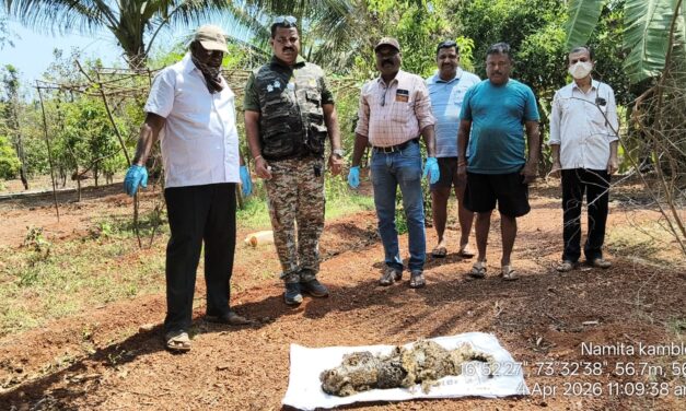 आंबा-नारळ बागेत बिबट्या मृत अवस्थेत आढळला; अपघाताचा प्राथमिक अंदाज