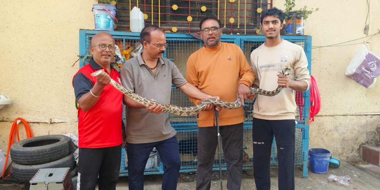 कोंबड्यांच्या खुराड्यात सहा फुटी अजगराचा शिरकाव; सर्पमित्रांकडून यशस्वी रेस्क्यू.