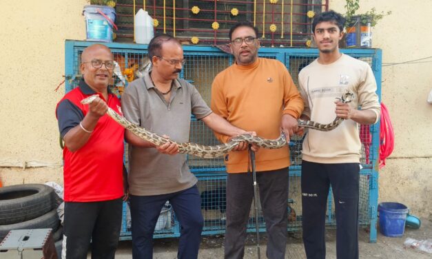 कोंबड्यांच्या खुराड्यात सहा फुटी अजगराचा शिरकाव; सर्पमित्रांकडून यशस्वी रेस्क्यू.
