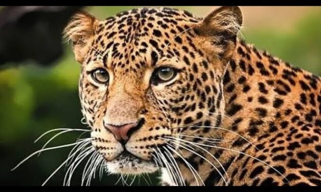 टेरव गावात बिबट्याची दहशत ​वनविभागाने तातडीने कारवाईची मागणी