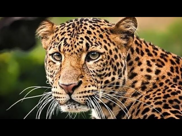 टेरव गावात बिबट्याची दहशत ​वनविभागाने तातडीने कारवाईची मागणी