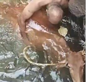 आडाचीवाडीत विहिरीत पडली गाय, ग्रामस्थांनी काढली सुखरूप बाहेर