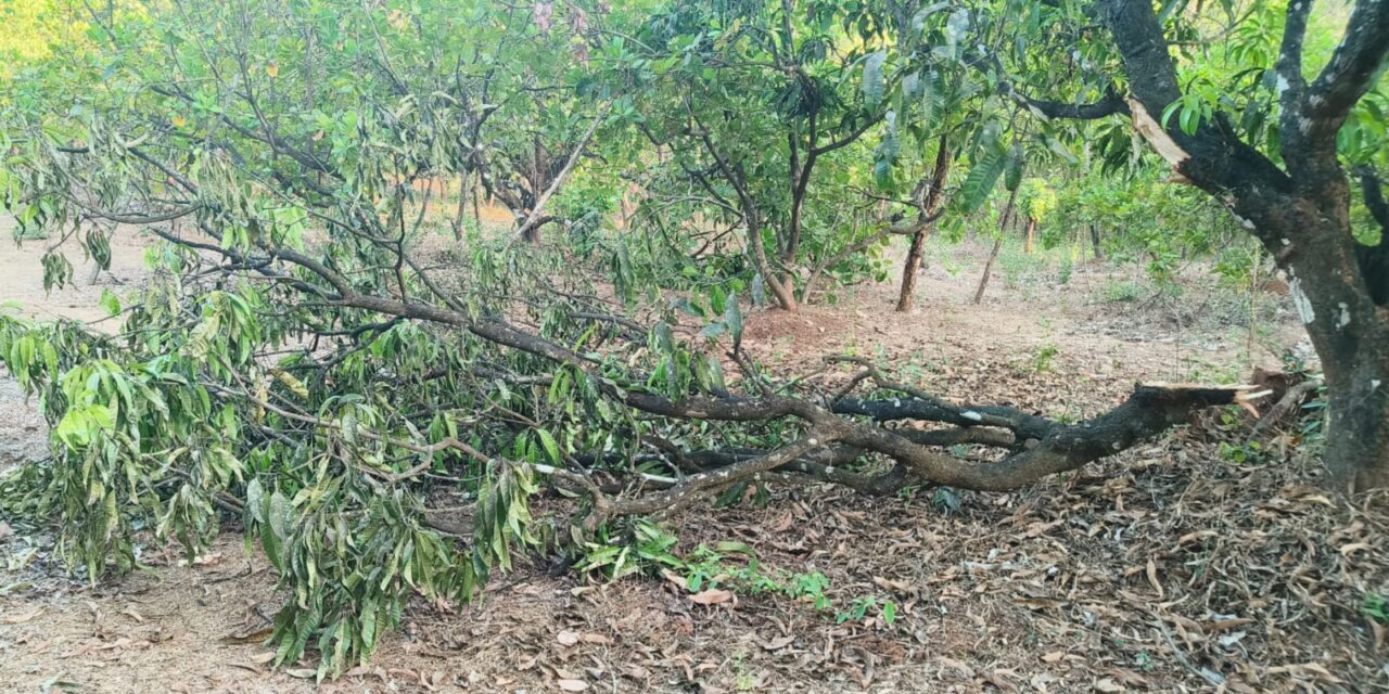 लांजातील देवधे येथे गव्यांचा धुमाकूळ