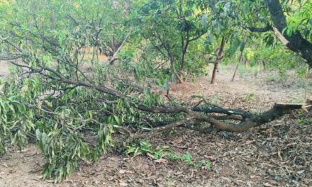 लांजातील देवधे येथे गव्यांचा धुमाकूळ