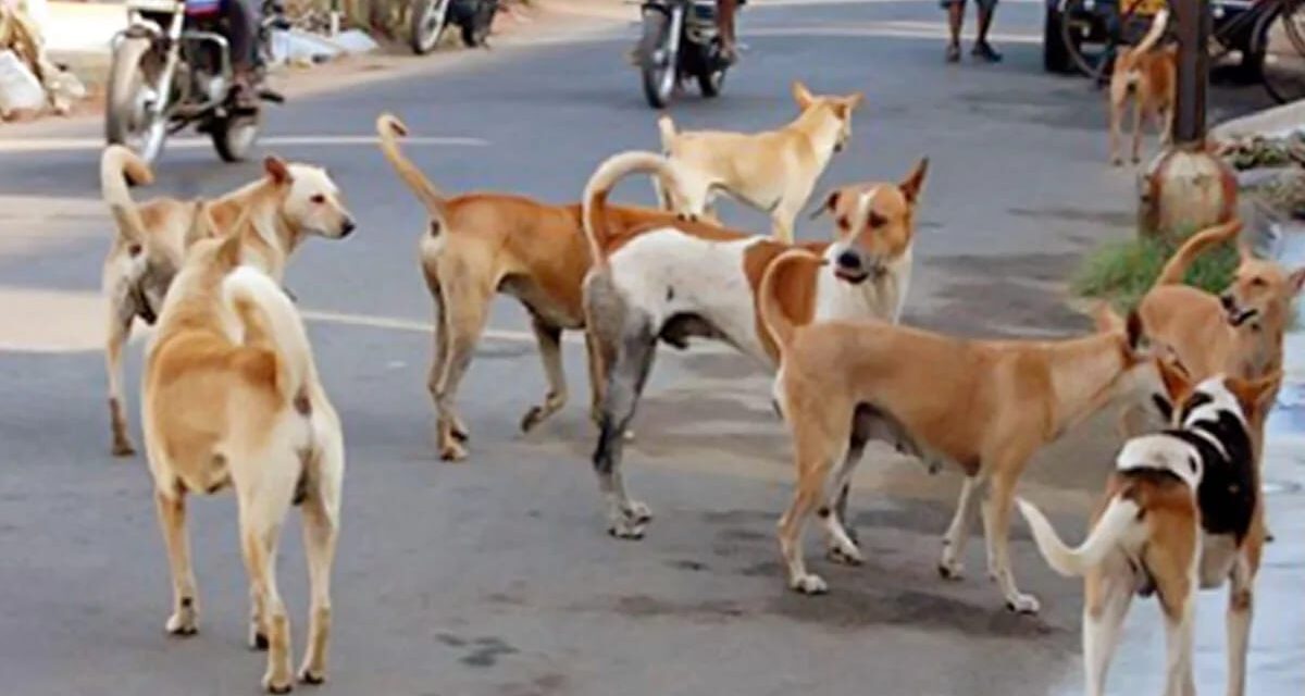 चिपळूण नगर पालिकेचा भोंगळ कारभार : भटक्या कुत्र्यांच्या नसबंदीचा दावा फोल.