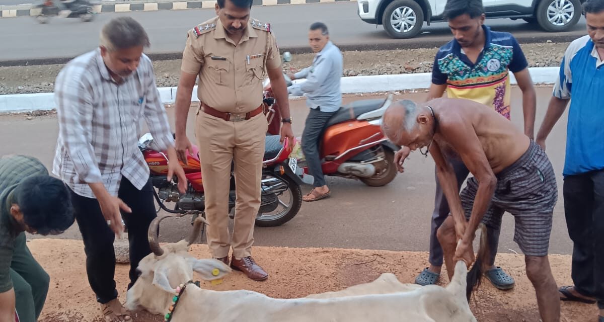 गटारात अडकून पडलेल्या गाईला जीवदान