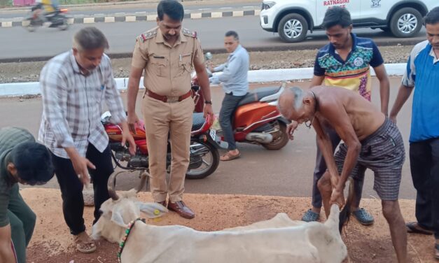 गटारात अडकून पडलेल्या गाईला जीवदान