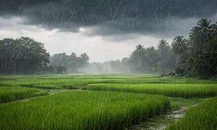 केरळमध्ये नैऋत्य मान्सूनचे आगमन; महाराष्ट्रात मात्र १० जूनपर्यंत प्रतीक्षा ; महाराष्ट्रातील शेतकऱ्यांना पेरणी न करण्याचा सल्ला
