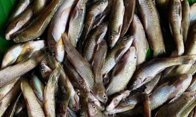 पावसाच्या सरी बरसताच सड्यांवर चढणीचे मासे पकडण्यासाठी लगबग; पारंपरिक ‘बांधण’ मासेमारीला वेग