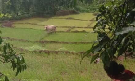 मोकाट गुरांनी उभी भातशेती फस्त; सडवलीतील शेतकऱ्यांचा संताप