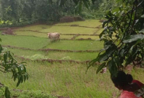 मोकाट गुरांनी उभी भातशेती फस्त; सडवलीतील शेतकऱ्यांचा संताप