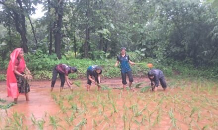 निवळी येथे भात लागवड प्रात्यक्षिक संपन्न…