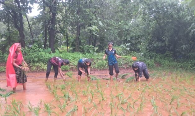 निवळी येथे भात लागवड प्रात्यक्षिक संपन्न…