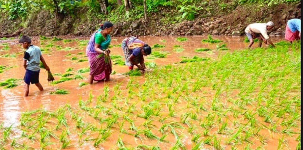 चिपळूण तालुक्यात भात व नाचणी लागवड अंतिम टप्प्यात..९९ टक्क्याहून अधिक लागवड पूर्ण