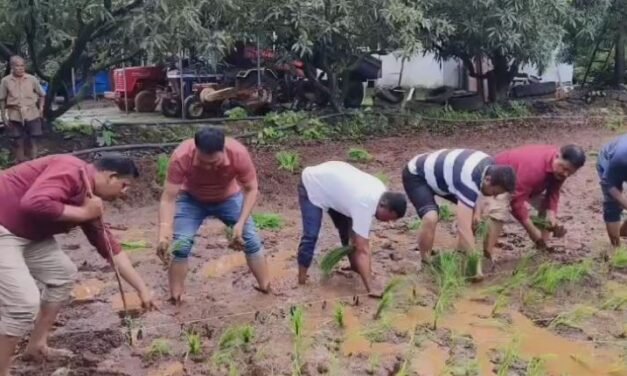 दिवाणमाळ येथे चार सूत्री पद्धतीने भात लागवडीचा प्रयोग; शेतकऱ्याला प्रगत करण्यासाठी रायगड जिल्हा परिषद व कृषी व पशुसंवर्धन विभागाचे प्रयत्न!..