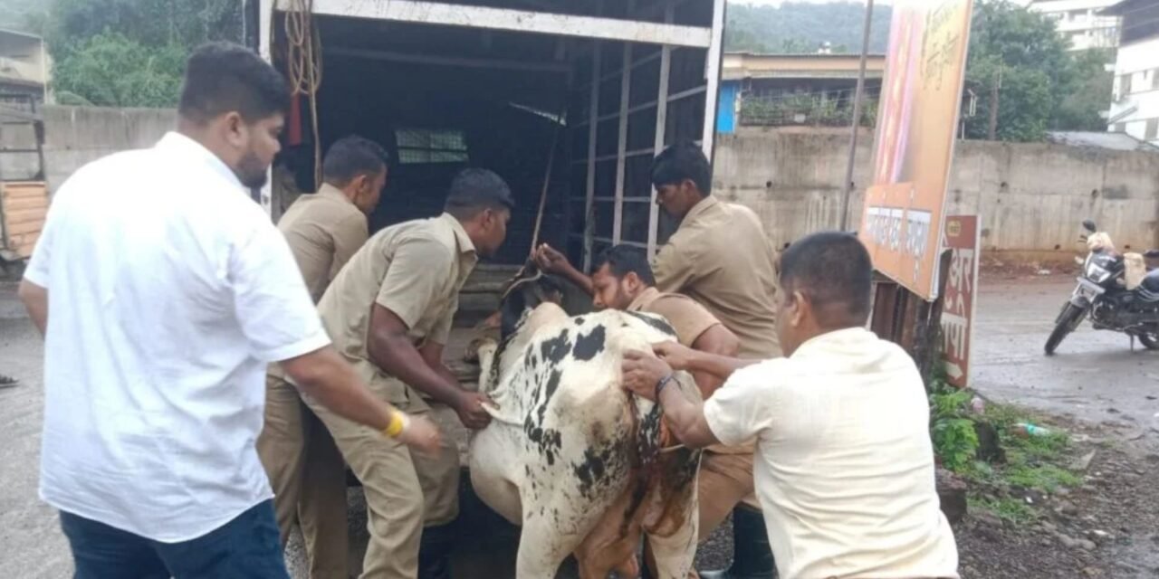 चिपळूणमध्ये रस्त्यावर गाय व्यायली.. नगरपालिकेकडून सुटका; पावणे दोन तास चालली मोहीम…