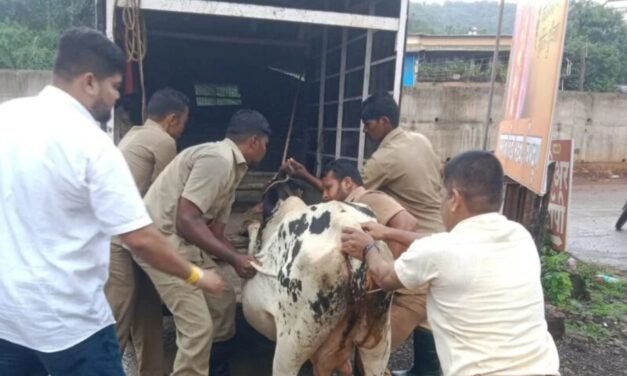 चिपळूणमध्ये रस्त्यावर गाय व्यायली.. नगरपालिकेकडून सुटका; पावणे दोन तास चालली मोहीम…