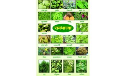 डी.बी.जे.त रानभाज्या महोत्सवाचे आयोजन…