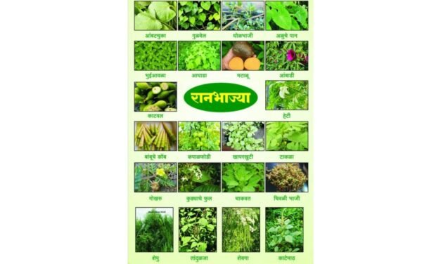 डी.बी.जे.त रानभाज्या महोत्सवाचे आयोजन…