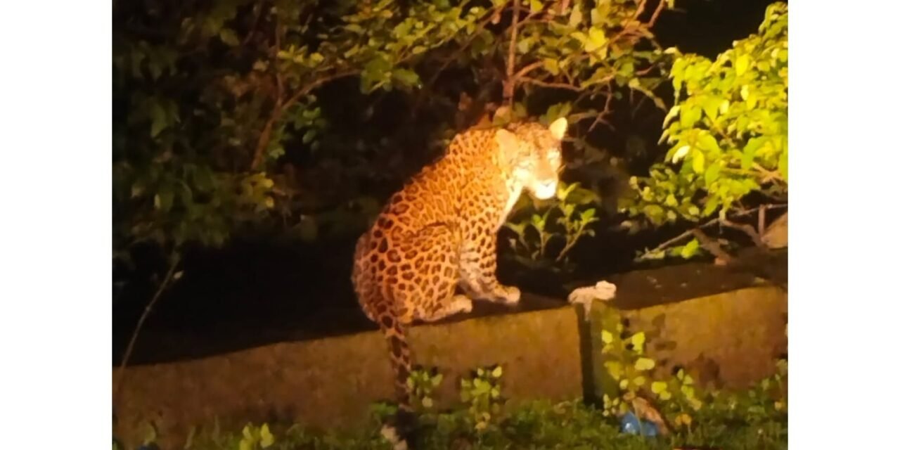 कुंभार्ली घाटात एसटी बसमधून बिबट्याचे दर्शन; प्रवाशांमध्ये उत्सुकतेसोबतच भीतीचे वातावरण…