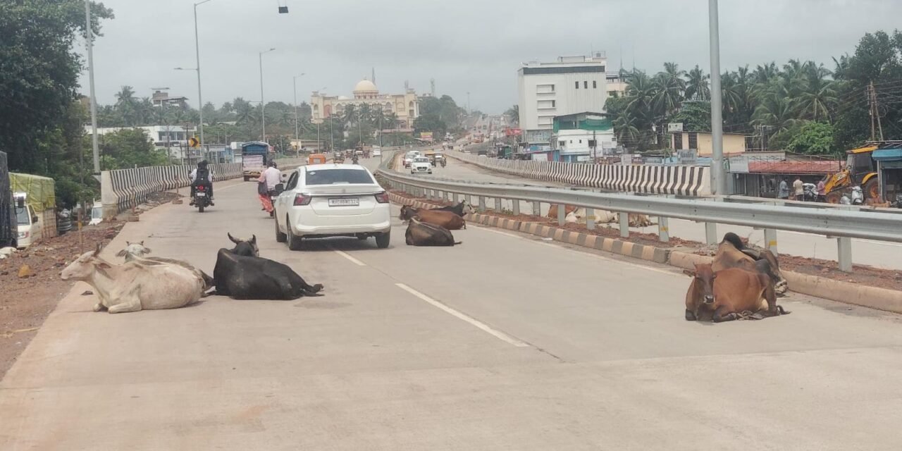 जे. के. फाईल ते रेल्वे स्थानक मार्गावर मोकाट जनावरांचा ठाण मांडून मुक्काम…