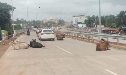 जे. के. फाईल ते रेल्वे स्थानक मार्गावर मोकाट जनावरांचा ठाण मांडून मुक्काम…