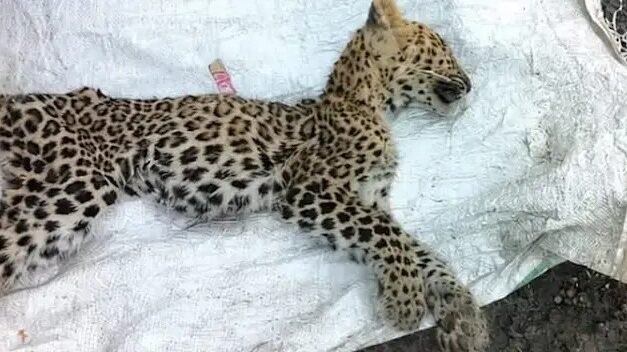 पाचेरीसडा येथे पाच महिन्यांचा बिबट्या मृतावस्थेत आढळला; उपासमारीमुळे बिबट्याचा मृत्यू झाल्याचा प्राथमिक अंदाज..