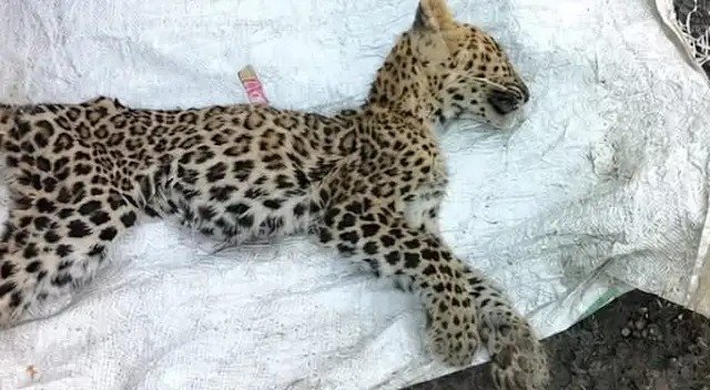 पाचेरीसडा येथे पाच महिन्यांचा बिबट्या मृतावस्थेत आढळला; उपासमारीमुळे बिबट्याचा मृत्यू झाल्याचा प्राथमिक अंदाज..