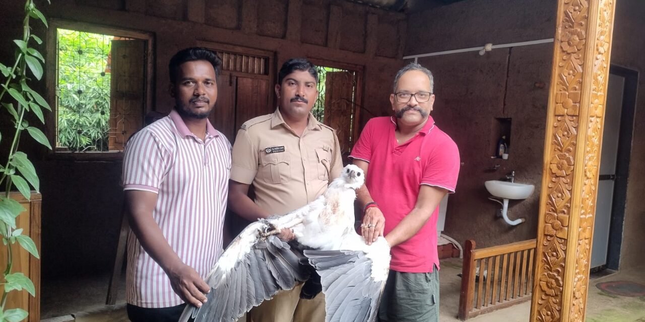 मुर्डी येथे जखमी समुद्री गरुडाची वन विभागाकडून सुटका…